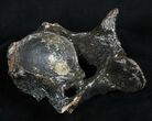 Woolly Rhinoceros Vertebra Bone - Late Pleistocene #3445-2